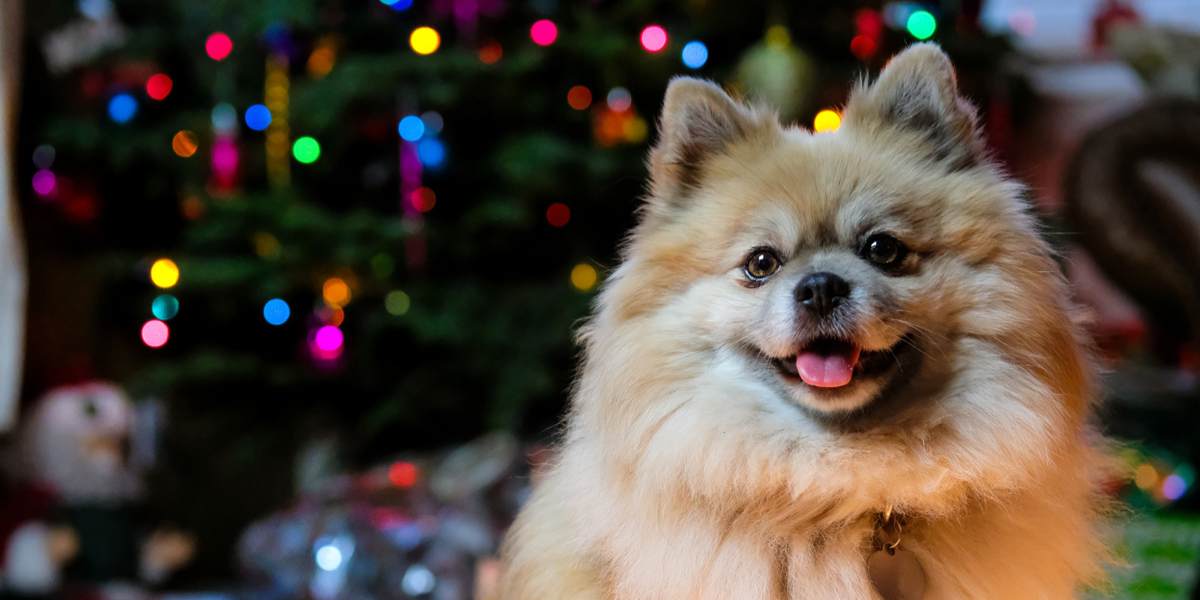 Pomeranian dog image