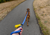 Dog going for a walk on lead image- Adventure dog gift box