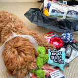 Wag Swag Adventure dog gift box fun play