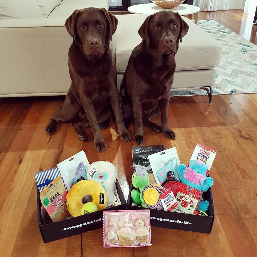 Wag Swag Dog Birthday Gift Boxes Best Gifts for Dogs Birthday