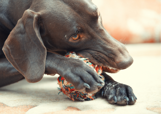 Foods that you didn’t know that are bad for your dog