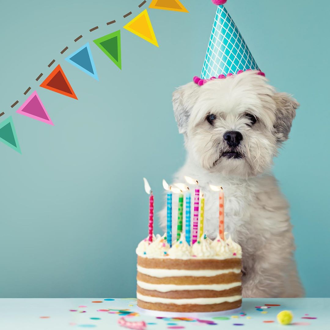 5 FUN WAYS TO CELEBRATE YOUR DOG’S BIRTHDAY!