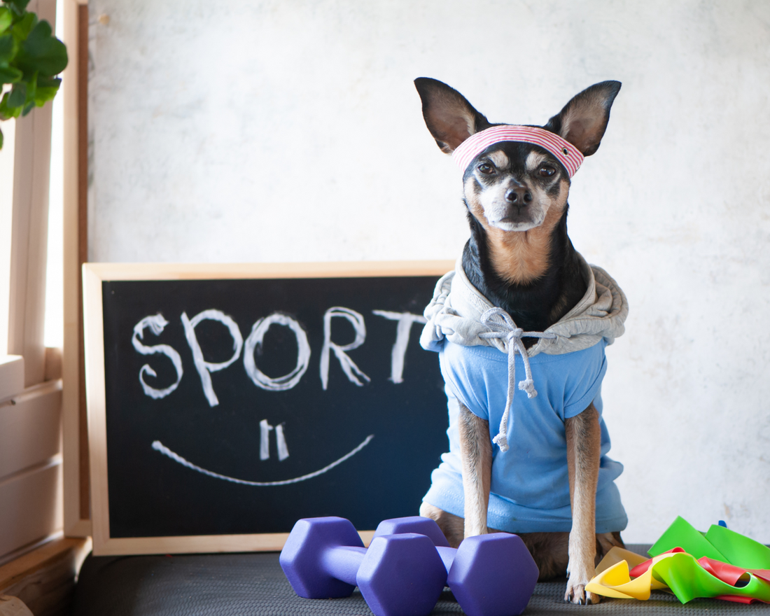 How do I support my dog's gut health?