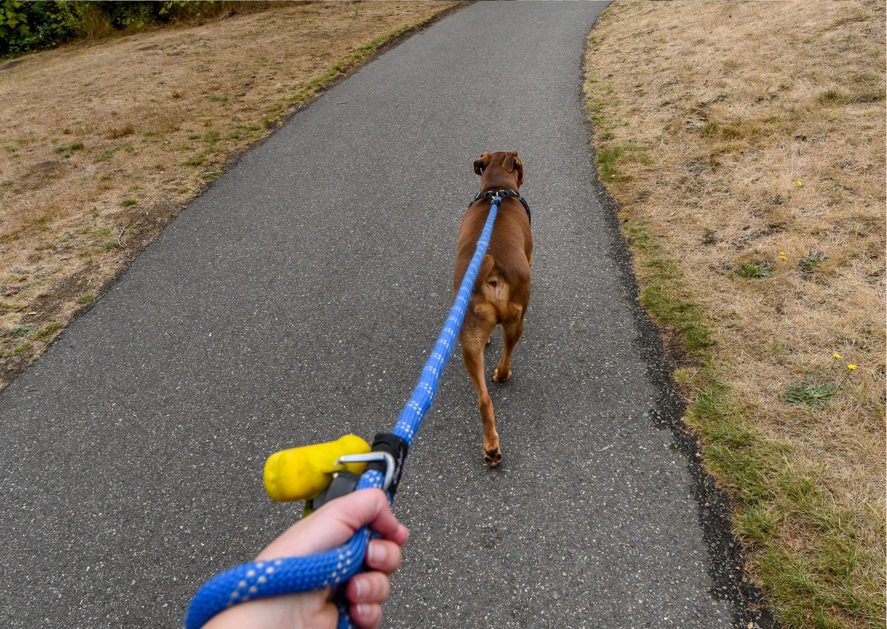 Dog going for a walk on lead image- Adventure dog gift box