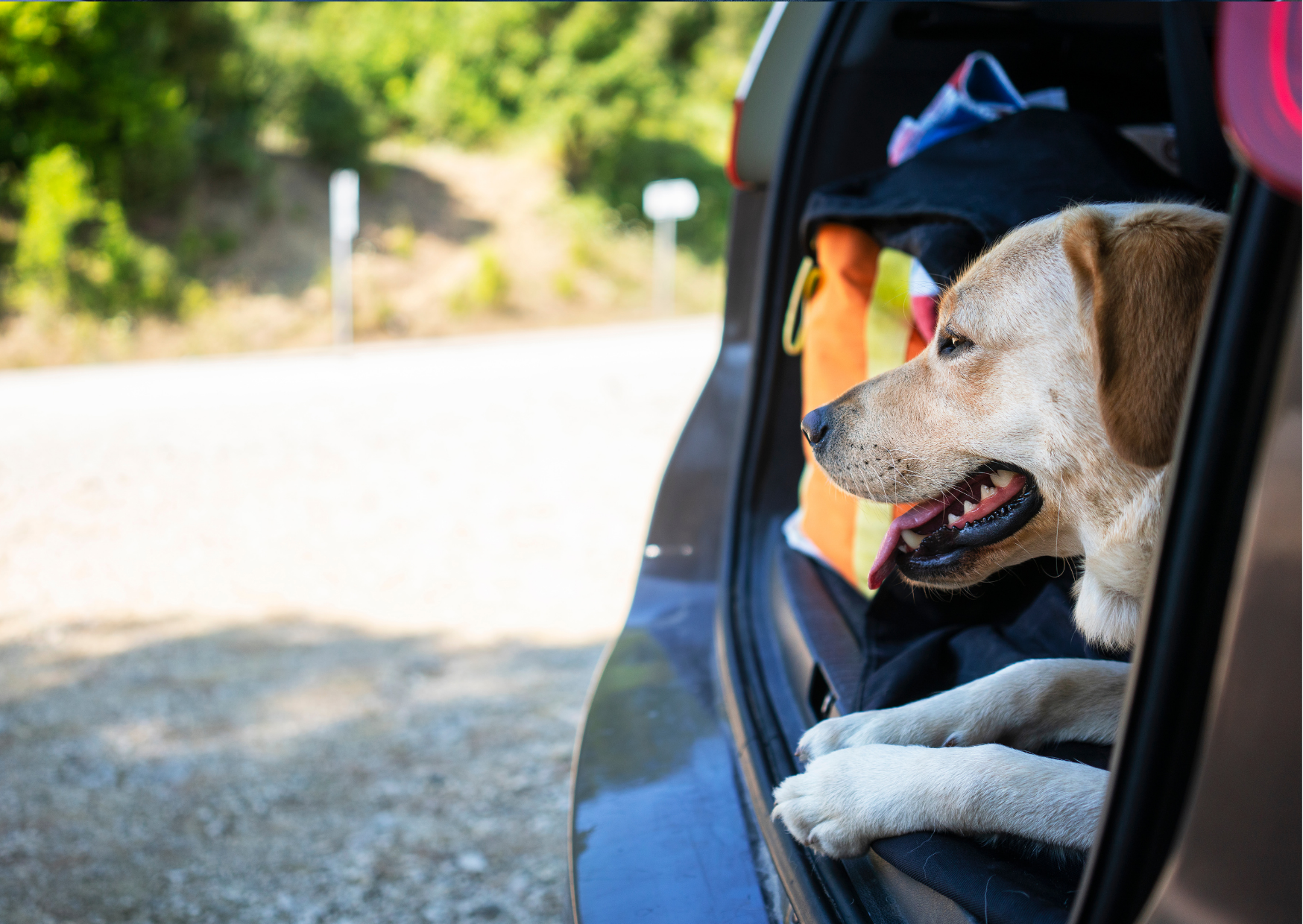 Labrador Dog in car going to the park- adventure dog gift box