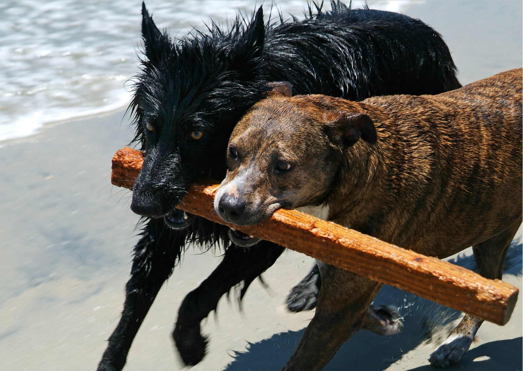 dogs playing with stick image - Adventure dog gift box
