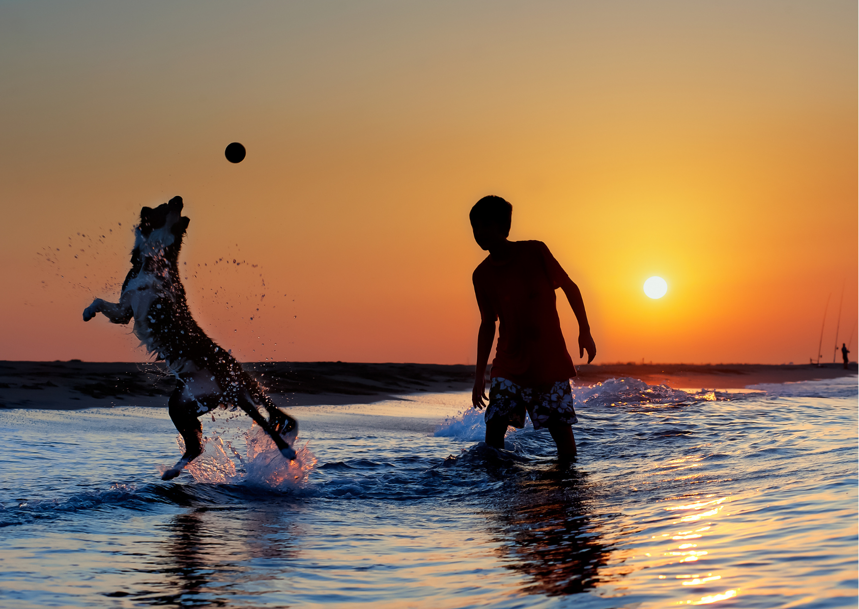 Dog sunset play with ball image- adventure dog gift box collection