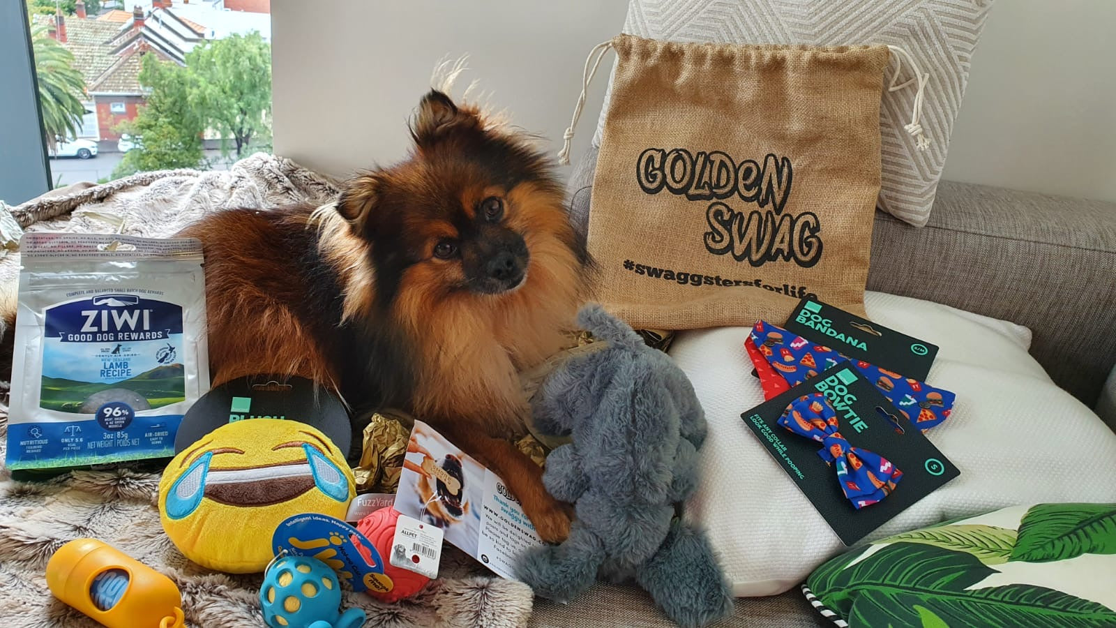 Pomeranian dog unboxing dog gift box _wag swag bag