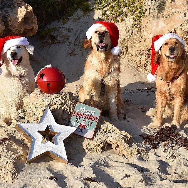 Christmas Dog Box
