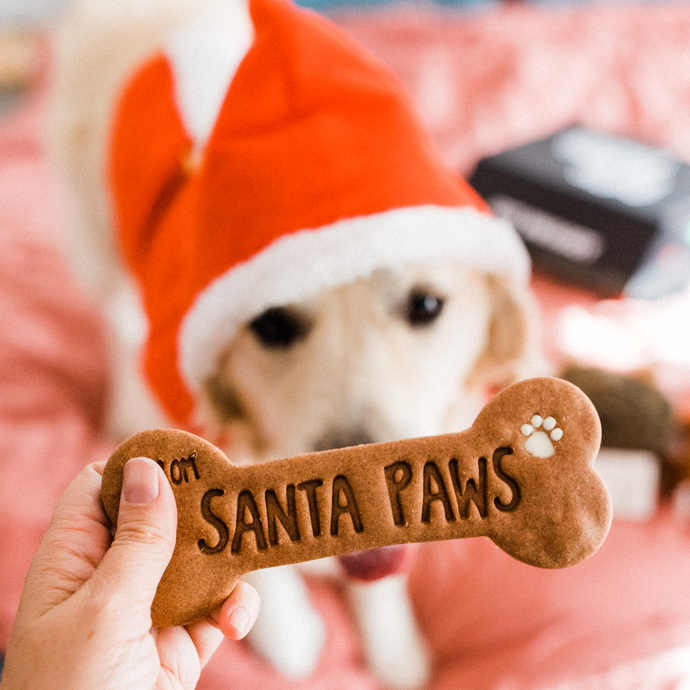Labrador dog eating Christmas cookie image