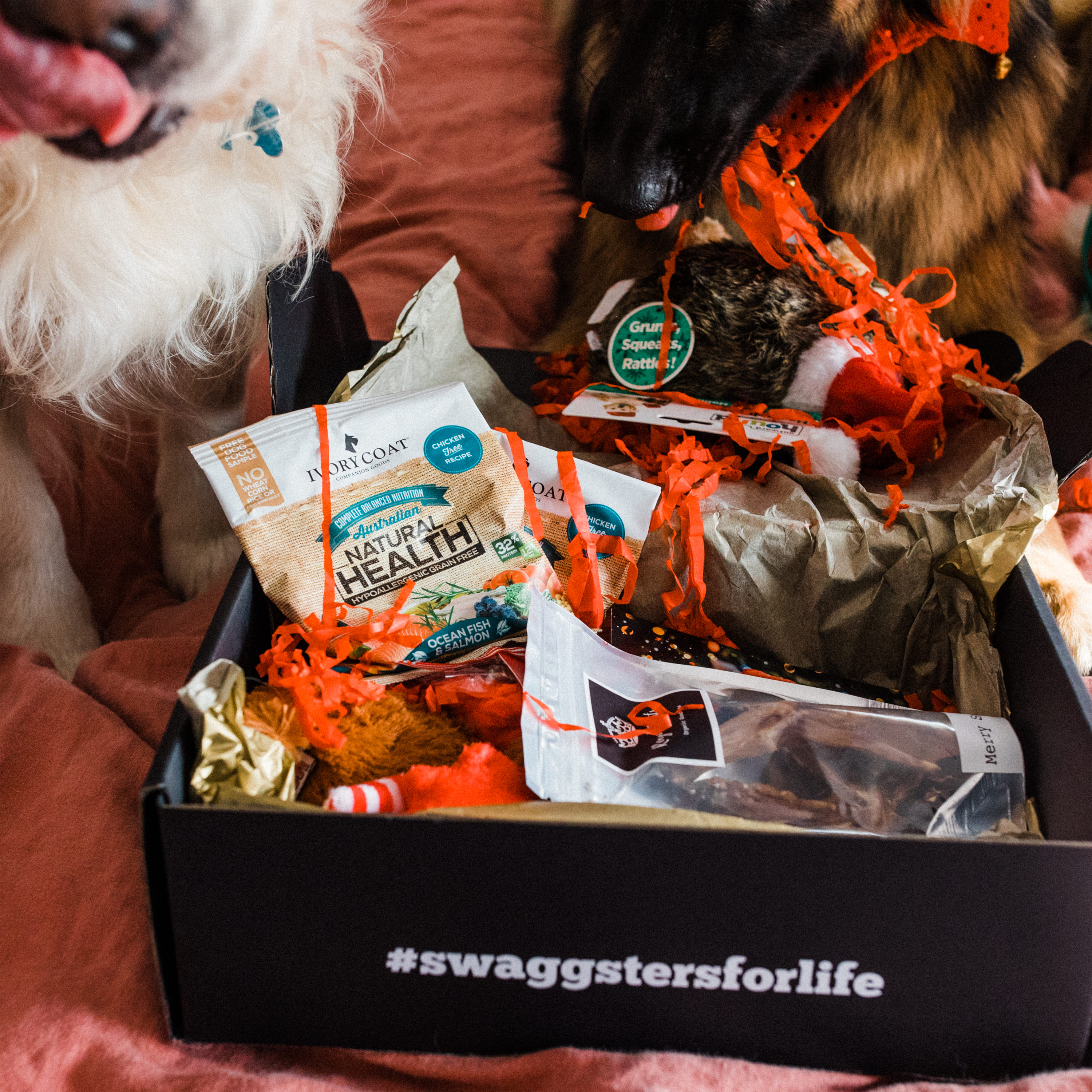 Christmas Dog Box