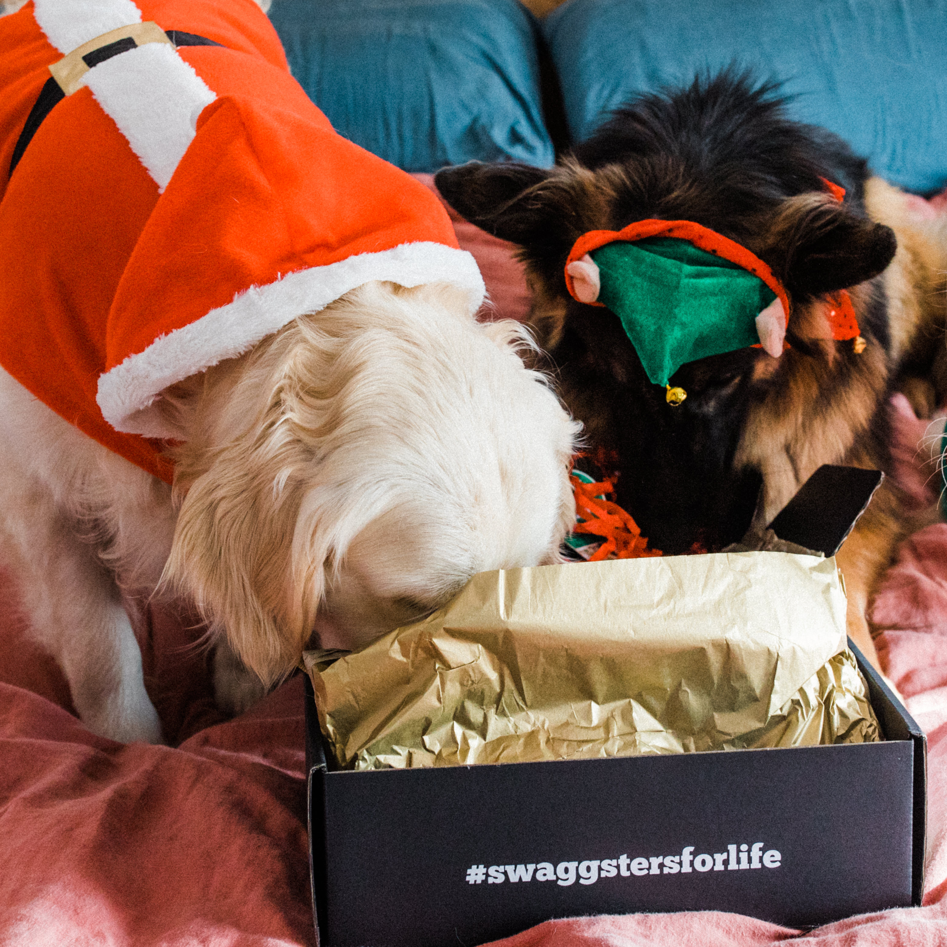 Dogs opening Christmas dog gift box