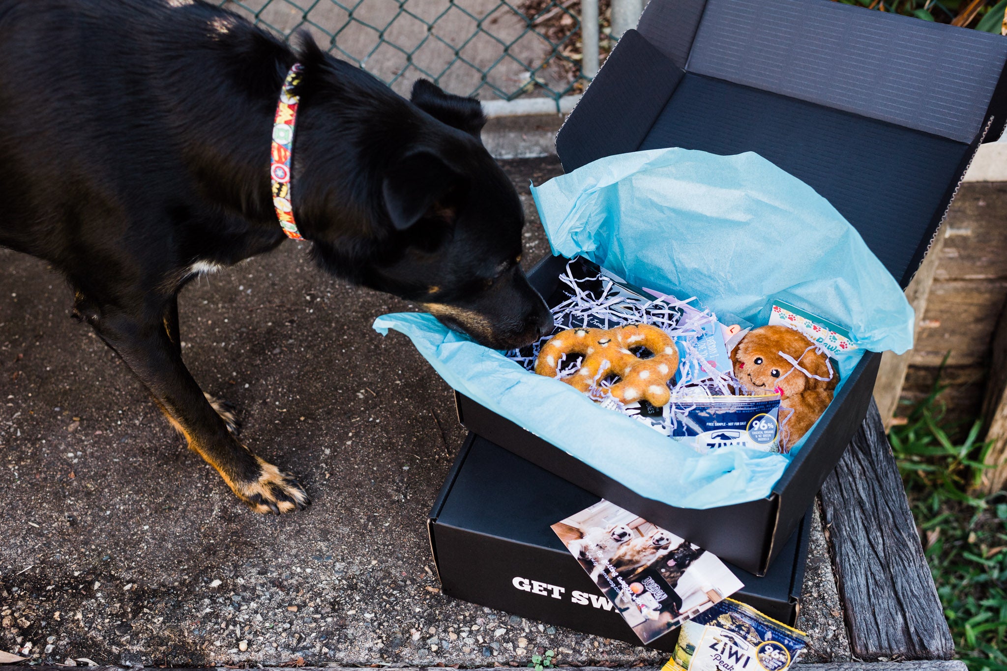 cattle dog opening wag swag dog gift box
