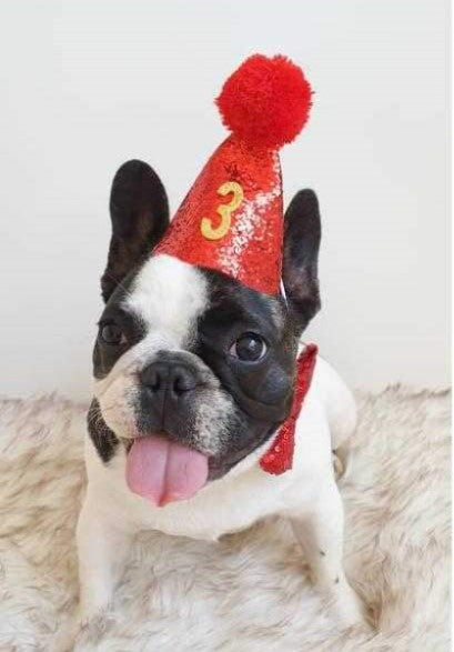 French Bulldog Birthday dog gift box