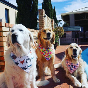 Golden Retrievers happy deluxe dog box posing in front of pool with bandana
