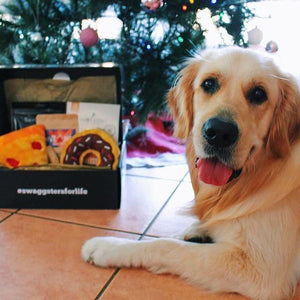 Dog posing in front of dog gift box Doggo box