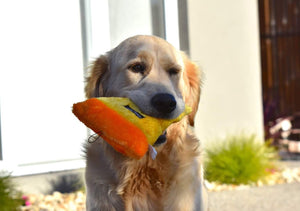 Golden Retriever holding dog toy
