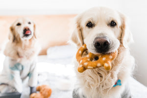 Golden Retriever dog posing with chew soft toy