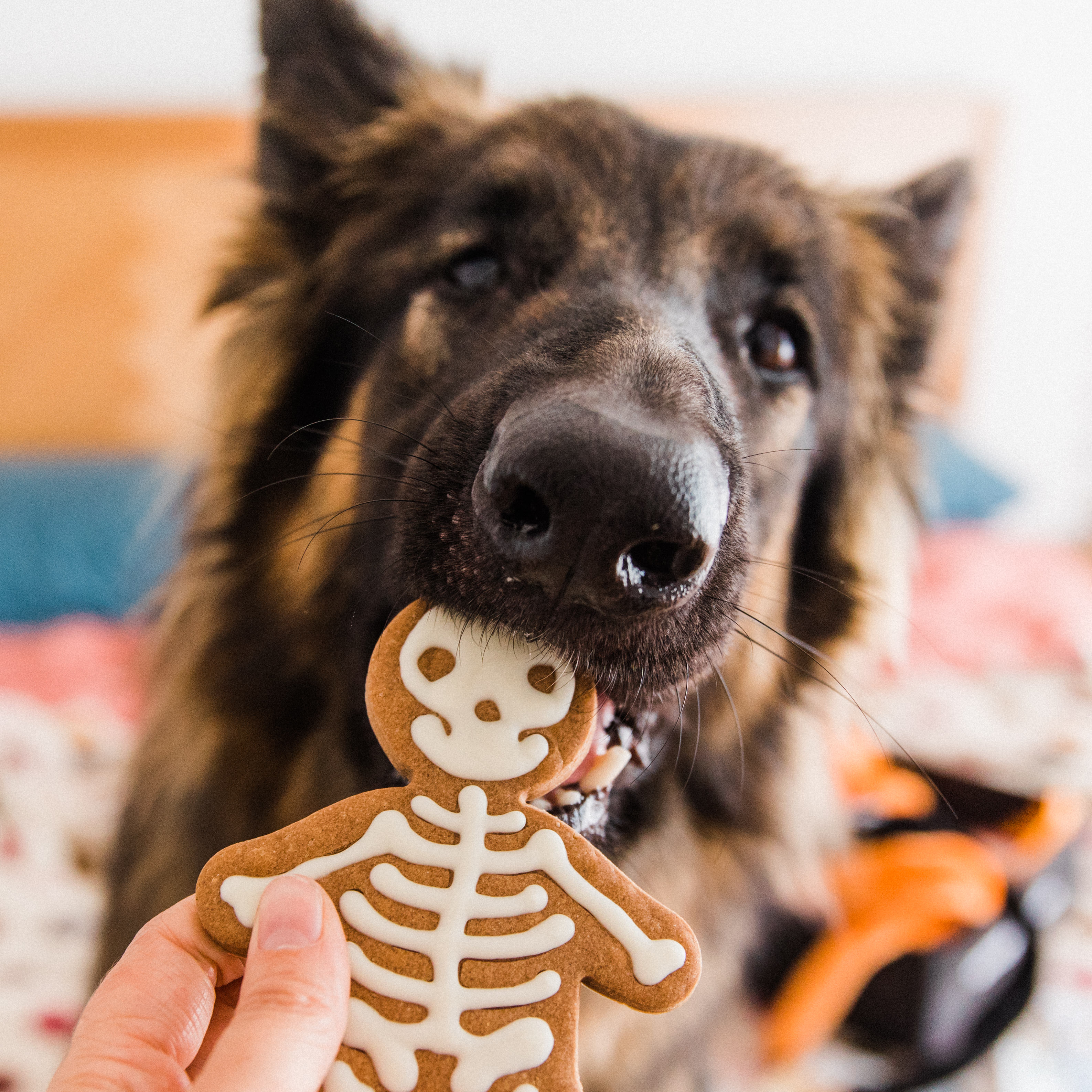German Shepherd eating cookie