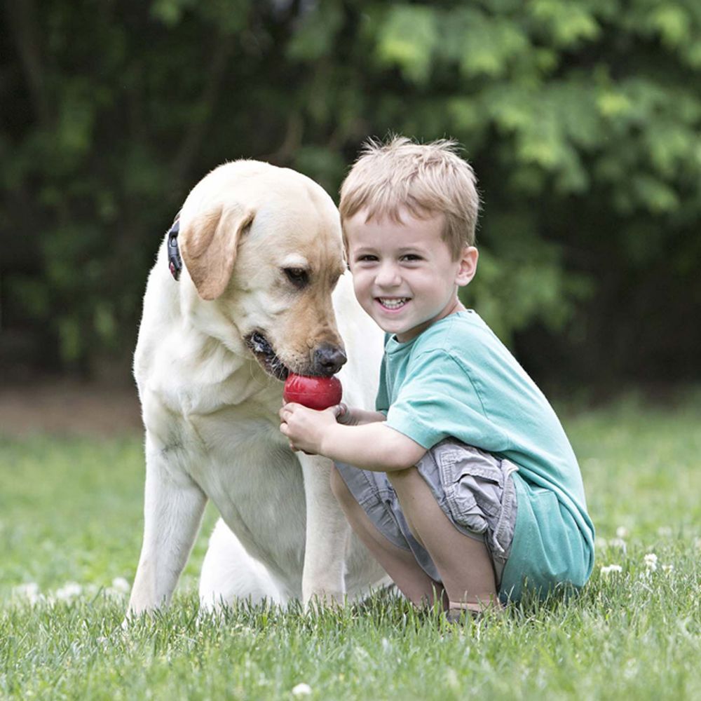Kong training toy and puppy image