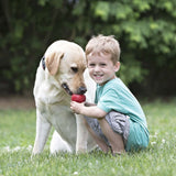 Kong training toy and puppy image