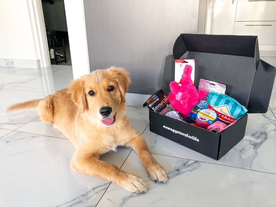 Puppy in a present box 2025