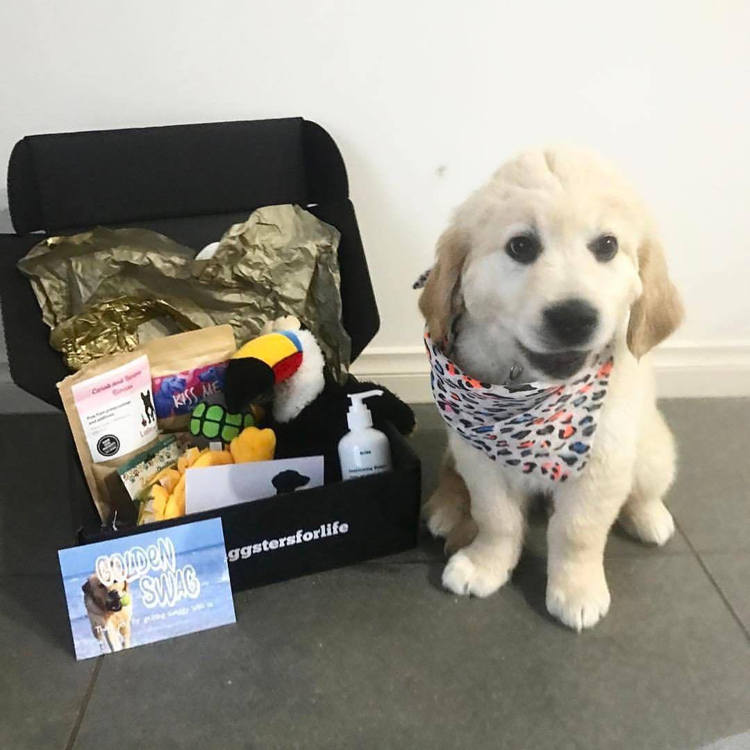 puppy dog posing in front of dog gift box