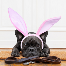 Load image into Gallery viewer, Easter Dog Gift Box
