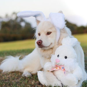 Easter Dog Gift Box