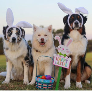 Easter Dog Gift Box