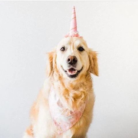 Wag Swag golden retriever birthday gift box