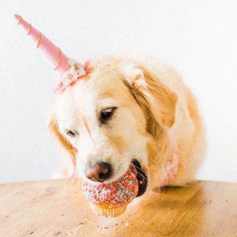 Labrador dog gift box birthday pawty