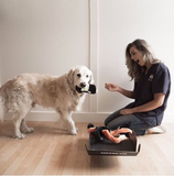 dog gift surprise