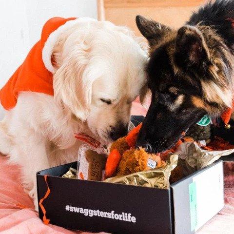 Christmas Gift Box for Dogs | Christmas Presents | Golden Swag