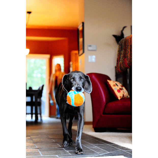 CHUCKIT! Indoor interactive Ball