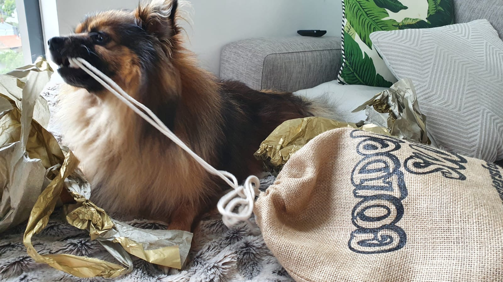 Spitz dog unboxing gift bag image_wag swag bag