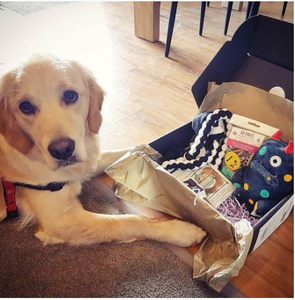dog posing in front of best dog gift box