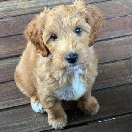 Cute puppy image for puppy gift dog box