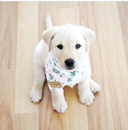 puppy posing with cute bandana