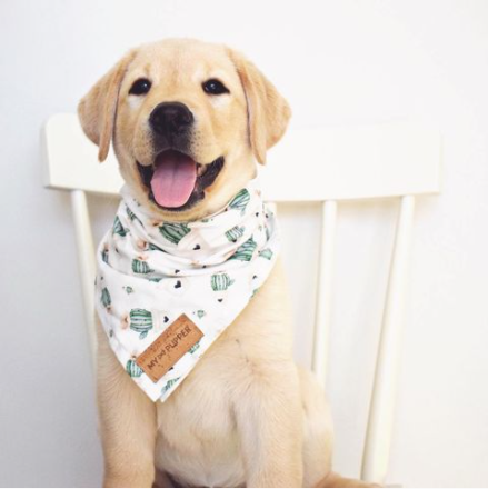 puppy dog with bandana